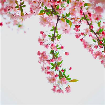 小小主公2破解版下载